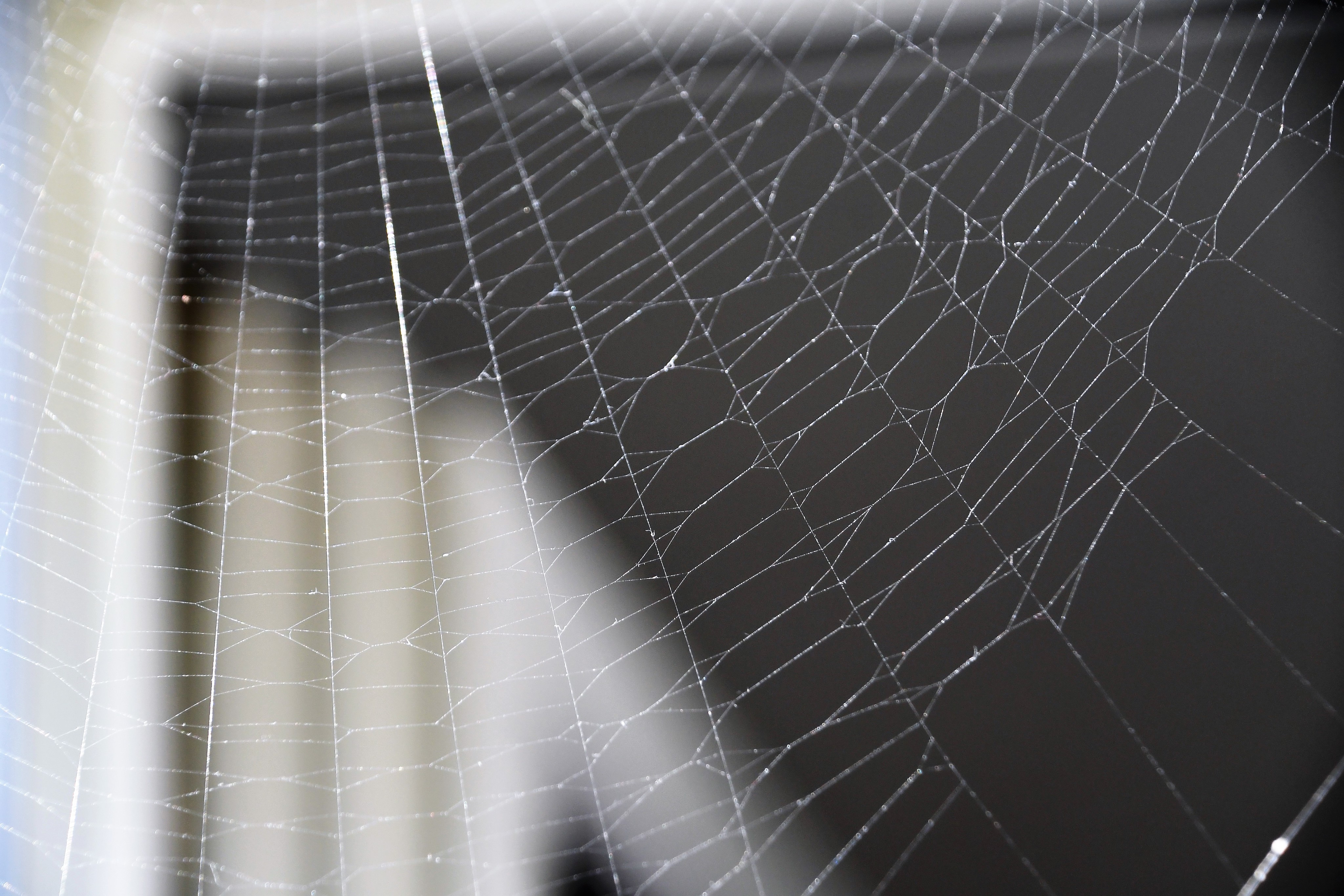 spider-web-05.09-2