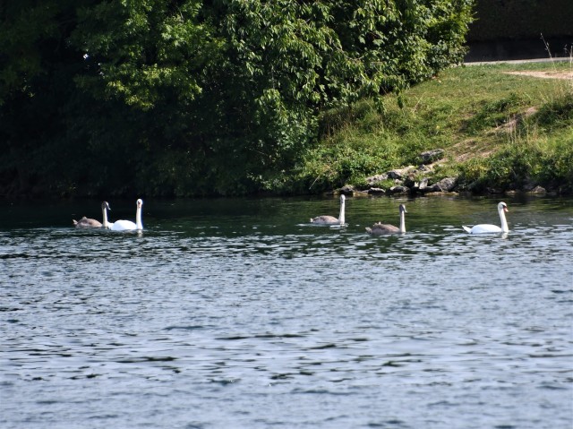 swans-14.09-2