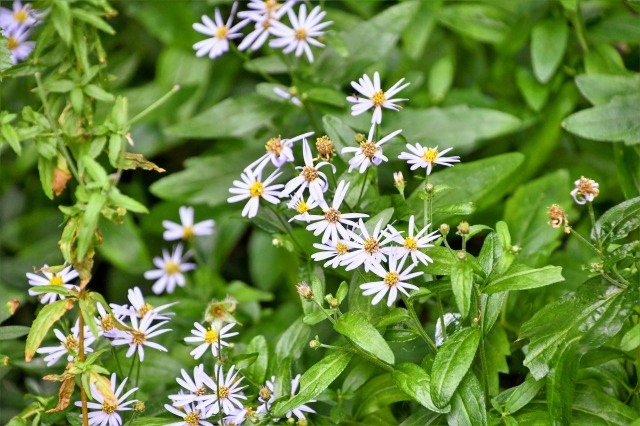 white-wood-aster-16.07.2020