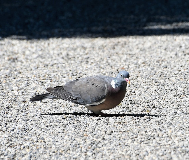 pigeon-09.08-1