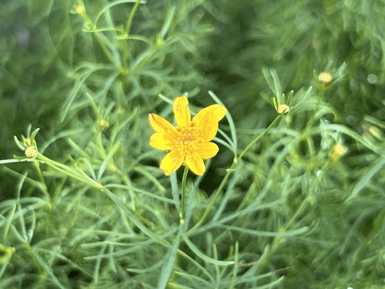 Today’s Flower: Coreopsis | Chronicles of an Anglo Swiss